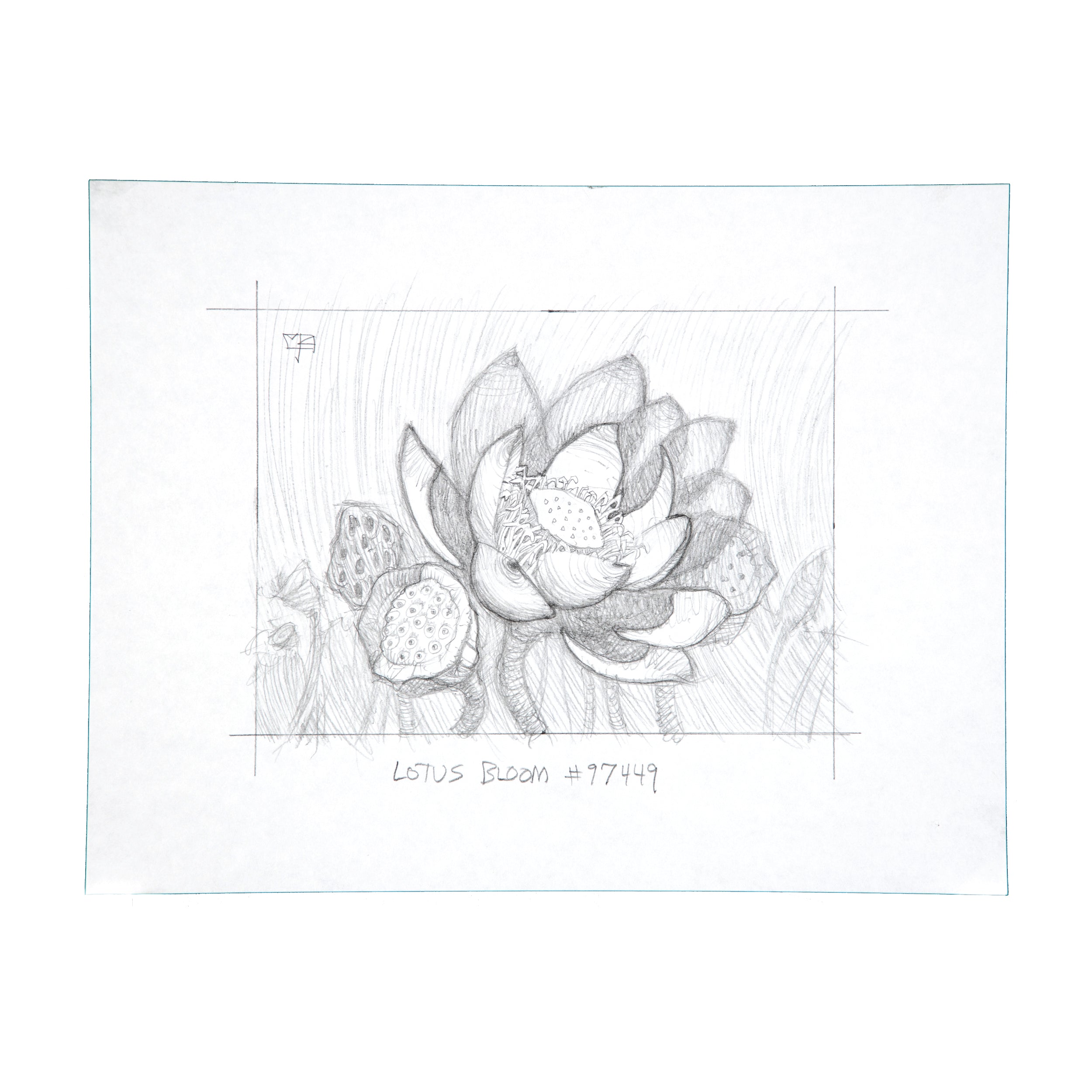 Lotus Bloom (Original Sketch)