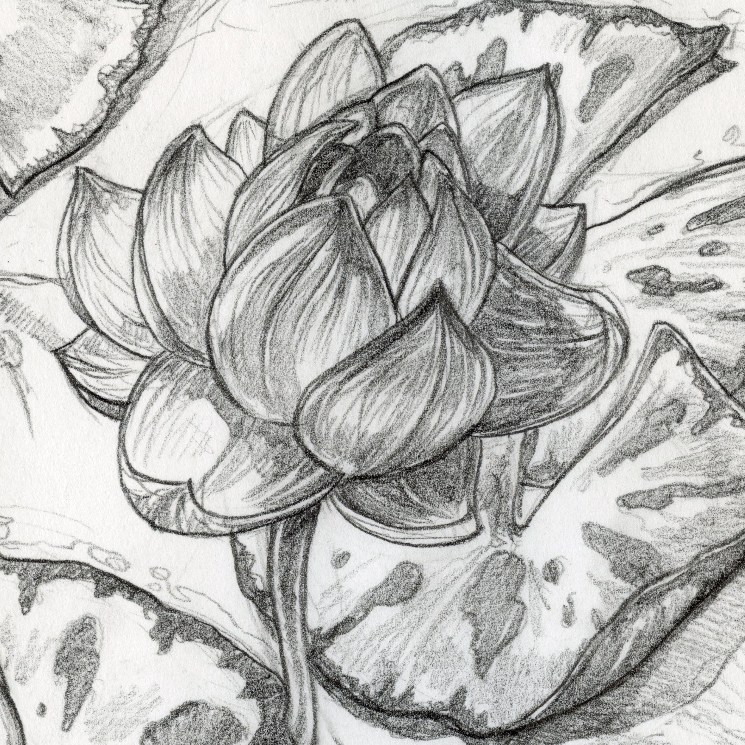 Lotus Blossom (Original Sketch)