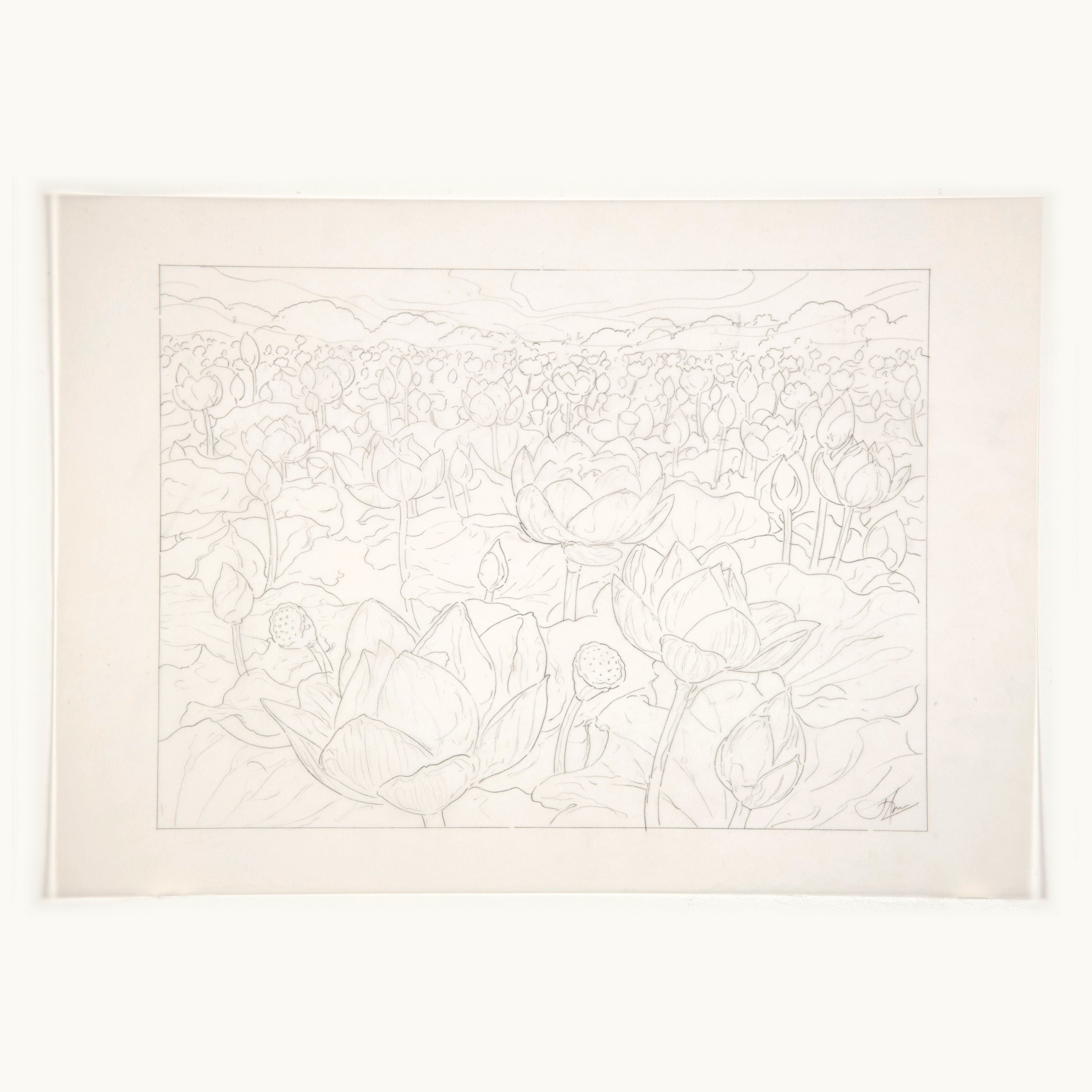 Lotus Field (Original Sketch)