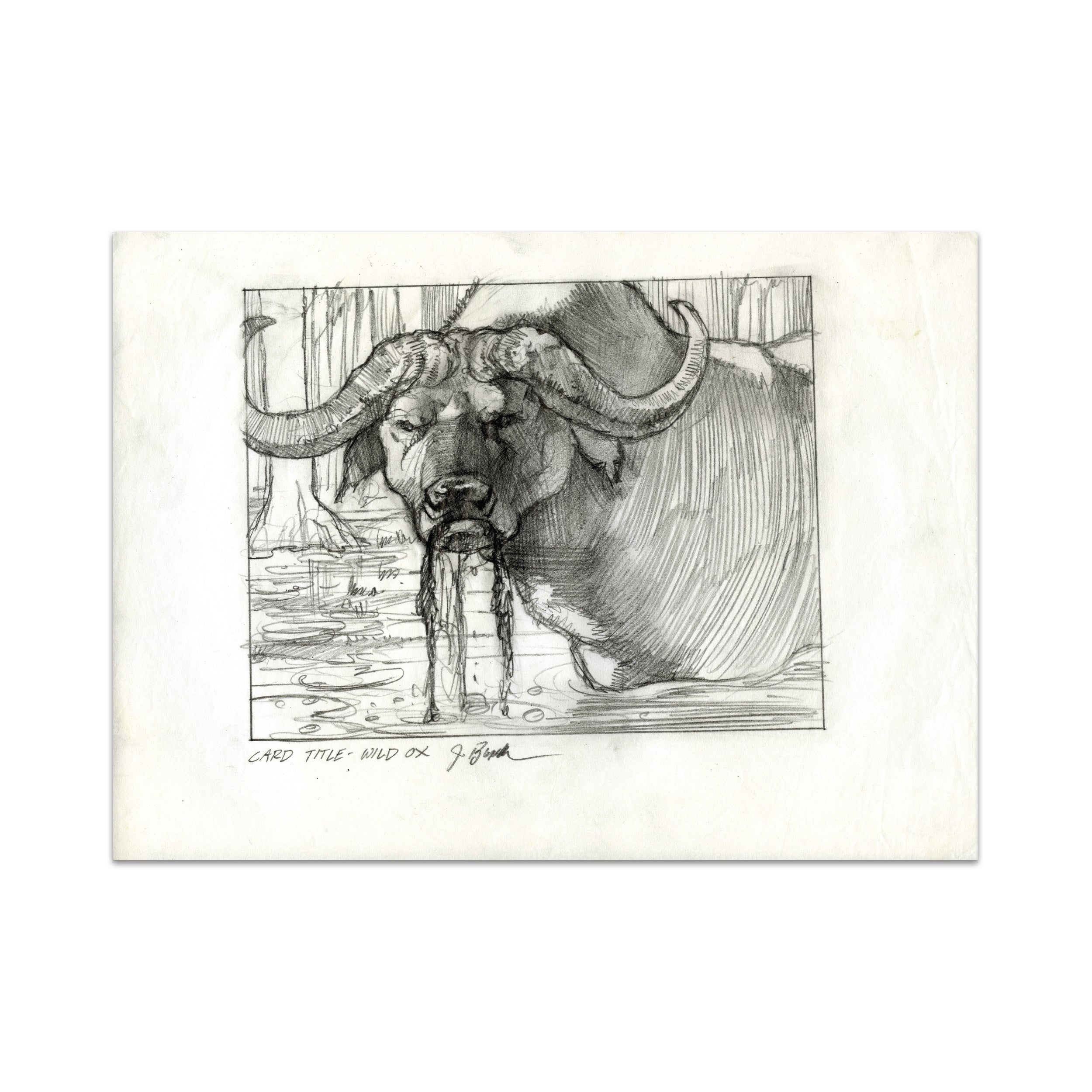 Wild Ox (Original Sketch)